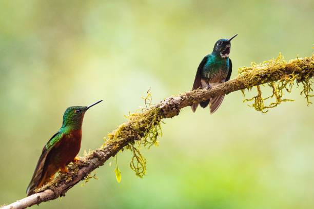 istock Colorful hummingbirds perched on a tree branch 1449885307