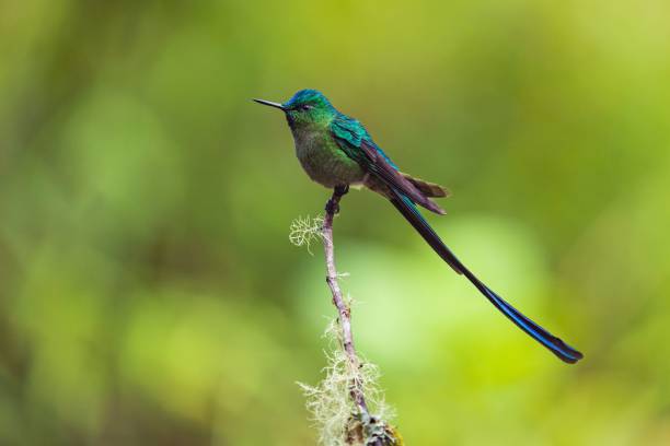 istock Long-tailed sylph perched on a branch 1449885319