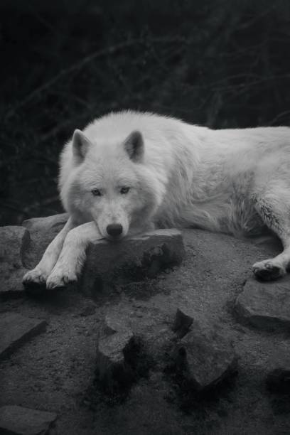 istock Vertical grayscale shot of Arctic wolf 1449886653