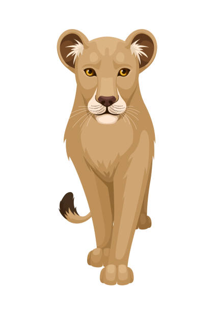 прогулка львицы. плоский дизайн. - mountain lion undomesticated cat big cat animal stock illustrations