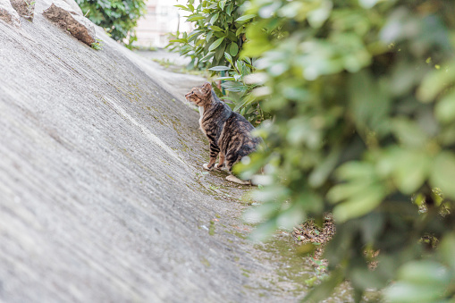 Lonely stray cat in a small garden area, within urban area of Kowloon, Hong Kong, daytime