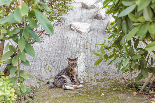 Lonely stray cat in a small garden area, within urban area of Kowloon, Hong Kong, daytime