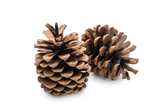 istock Two cones close-up on a white isolated background. Selective focus on the front bump. 1449888152