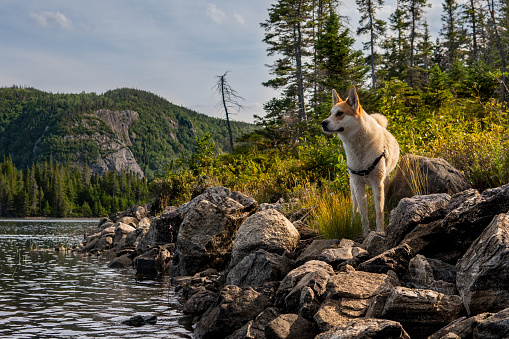 Dog on a hike standing on the shore