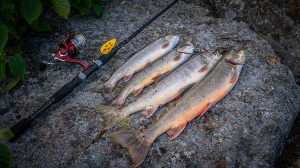 pêche à la truite - landscape canada north america freshwater fish photos et images de collection