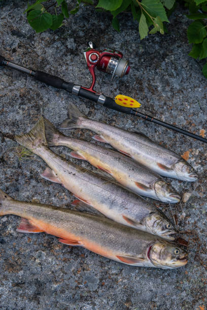 istock Catch of the day 1449890153