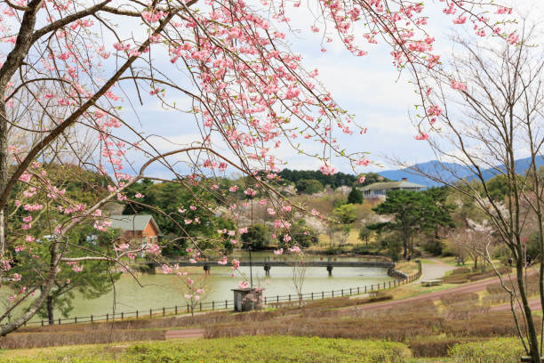 istock A park where cherry blossoms bloom in the countryside 1449890177