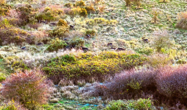 Deer almost hidden in the landscape stock photo