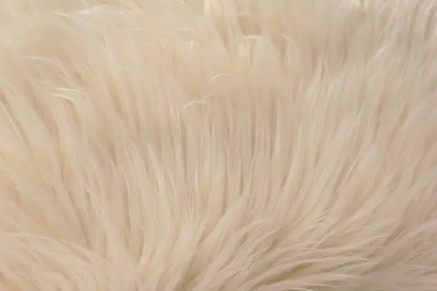 Beautiful blur beige feather fur texture background