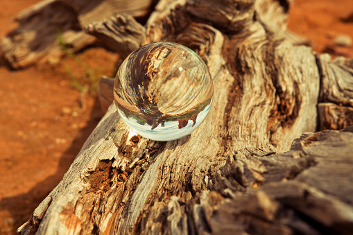 A rotten tree and a glass ball