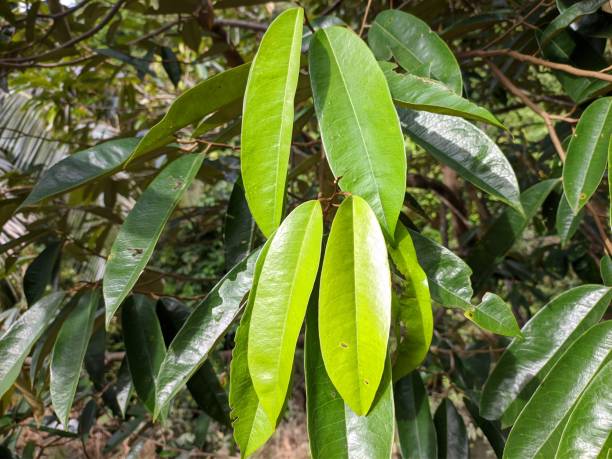 istock Durian leaf (durio zibethinus) in the morning 1449893229
