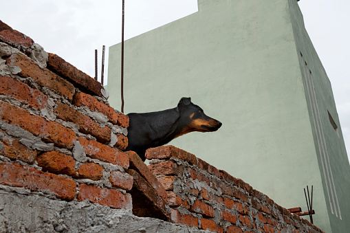 a black dog thrusting his neck and head through a gap in a brick wall on a rooftop.It is not uncommon for households to keep dogs on their roofs as a kind of early warming system.