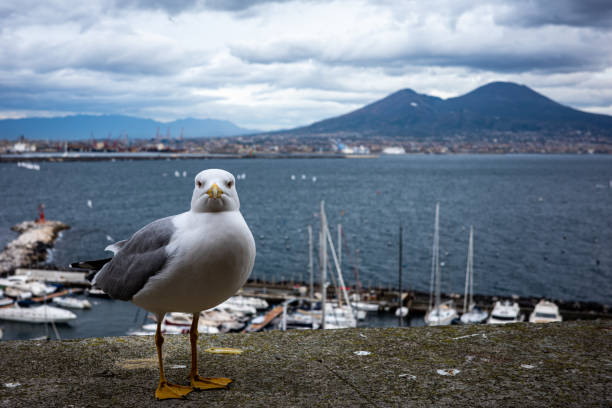 A seagull at Castel Ovo stock photo