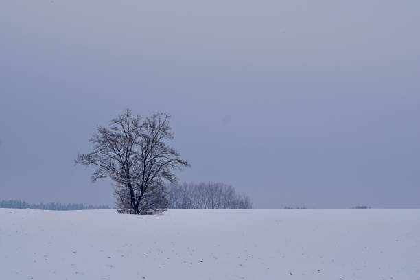 istock Agricultural fields in the snow and a lonely tree without foliage. Bright blue sky, one bald tree and a lot of snow on the ground. The bottom is white, the top is blue in nature. 1449894703