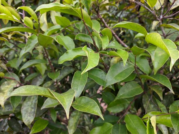 istock Agarwood leaf in the morning 1449897471