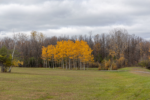 Fall Color Foliage Hits Canadian Border/Potsdam NY.