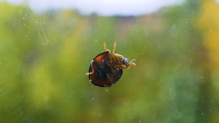 Ladybug on dirty glass against the background of summer bokeh. Ladybug washes her face macro frame. Insect close-up