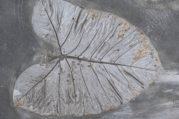 セメント舗装テクスチャーに熱帯の葉の刻印 - fossil leaves ストックフォトと画像