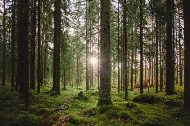A Beautiful forest scenery with sun shining trough the trees