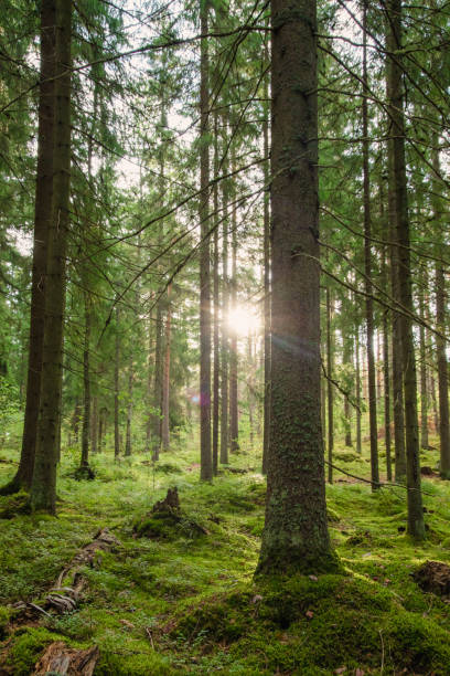 istock Beautiful forest scenery with sun shining trough the trees 1449904996