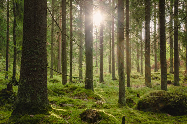 istock Beautiful forest scenery with sun shining trough the trees 1449905010