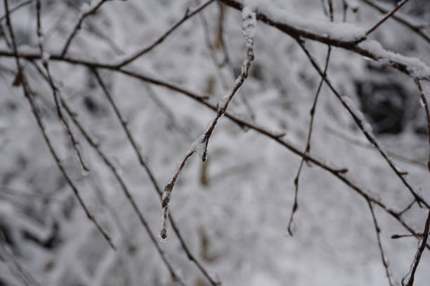 ein zweig im winterwald ist mit eis bedeckt. ein eisiger nackter zweig. makrofotografie von zweigen im eis. - winter woods frost fragility stock-fotos und bilder