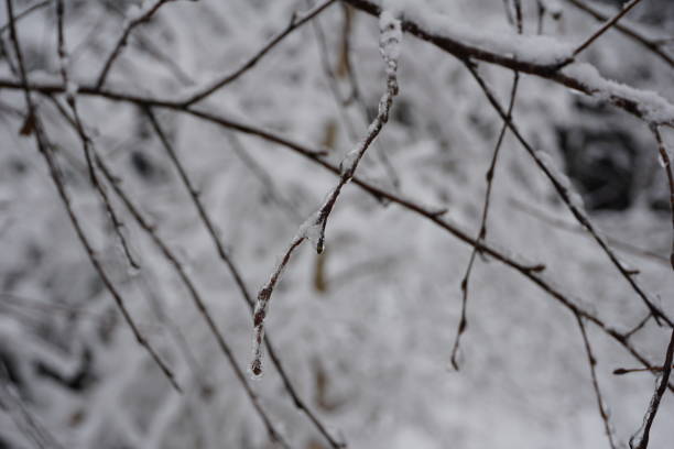 a twig in the winter forest is covered with ice. an icy bare twig. macrophotography of twigs in ice. - january winter icicle snowing imagens e fotografias de stock