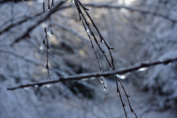 ein zweig im winterwald ist mit eis bedeckt. ein eisiger nackter zweig. makrofotografie von zweigen im eis. - winter woods frost fragility stock-fotos und bilder