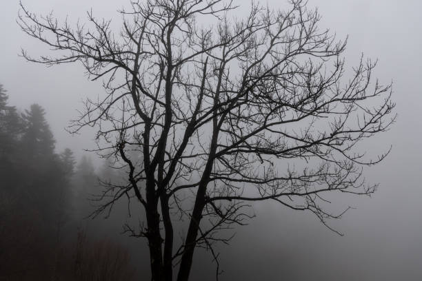 The One deciduous tree without leaves is in a forest in autumn in fog