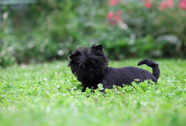 Affenpinscher puppy in the park