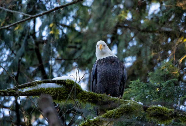 Bald Eagle perching on a branch, Surrey, BC, Canada stock photo