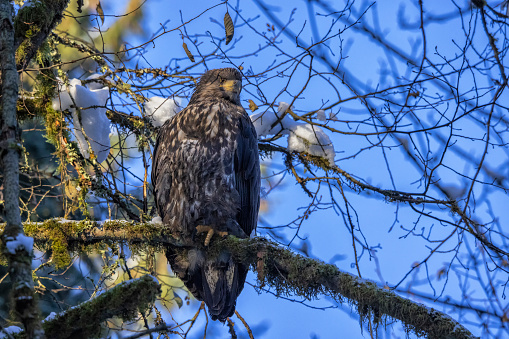 Juvenile Bald Eagle perching on a branch, Surrey, BC, Canada