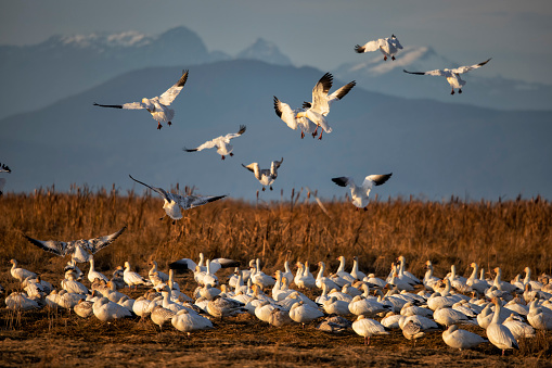 Snow Geese landing in the field at sunset, Richmond, BC, Canada