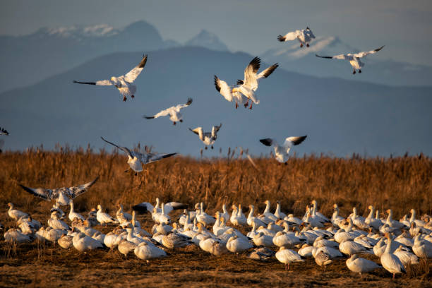 Snow Geese landing in the field at sunset, Richmond, BC, Canada stock photo