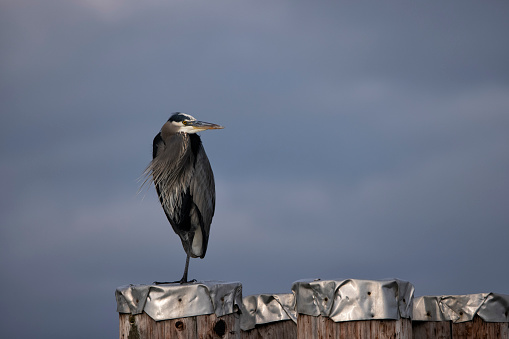 Great Blue Heron resting on a  wooden post, Delta, BC, Canada