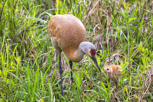 Sandhill Cranes at nesting site