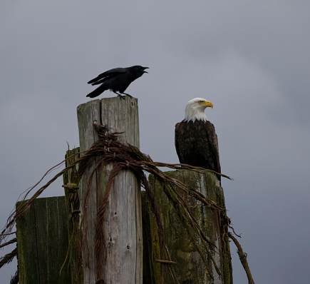 Bald Eagle perched at post being harassed by a crow at seashore, Burnaby, BC, Canada