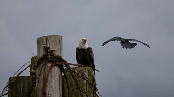 istock Bald Eagle and crow at seashore, Burnaby, BC, Canada 1449938156