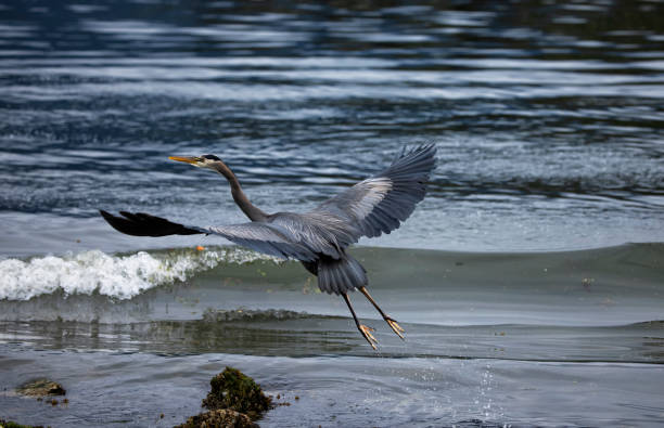 Great Blue Heron taking off, Burnaby, BC, Canada