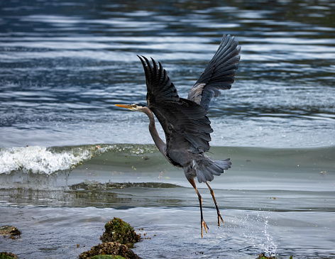 Great Blue Heron taking off, Burnaby, BC, Canada