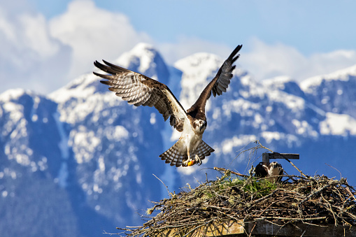 Osprey couple, Pitt Lake, BC, Canada