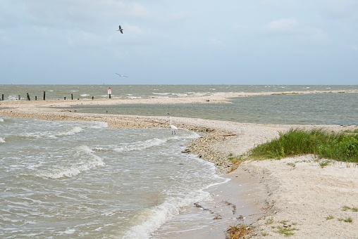 Beach drift on Gulf of Mexico coastline. Seabirds in the surf zone