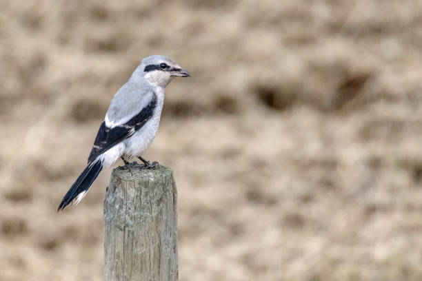 istock Northern Shrike, Delta, BC, Canada 1449942231