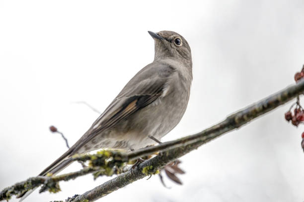 istock Townsend's Solitaire bird perched on a cotoneaster berry tree branch 1449942264