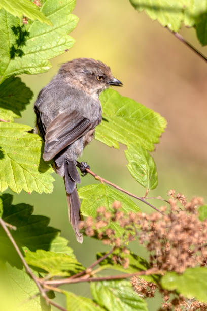 istock American Bushtit perched on a branch 1449942348