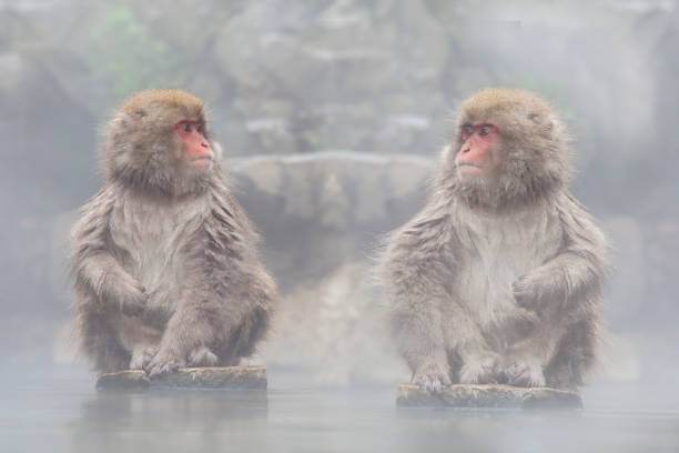 istock Monkey with hot Spring in the winter, Japan 1449943145