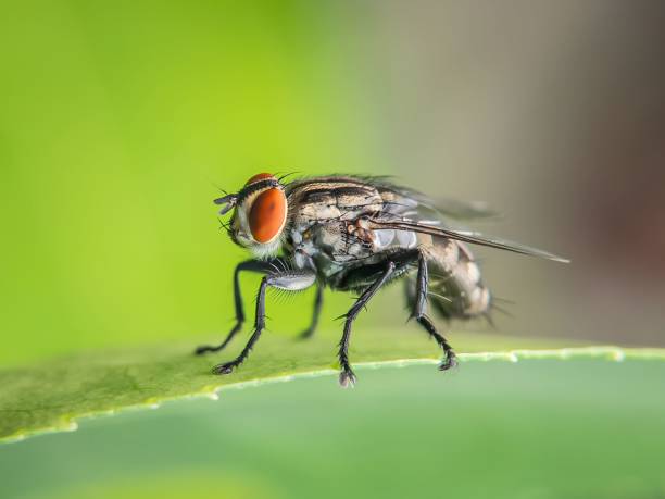 Flesh fly. Close up of a black flesh fly on a green leaf. flesh fly photos stock pictures, royalty-free photos & images