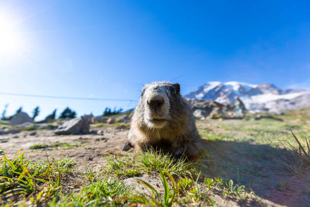 Cute Groundhog from nearby. Blurred background. Groundhog with fluffy fur sitting on a meadow. Groundhog Day. Curious marmots up the mountain groundhog day stock pictures, royalty-free photos & images