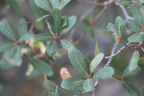 istock Quercus Engelmannii Hybrid Foliage - Volcan Mtns - 111422 1449946783