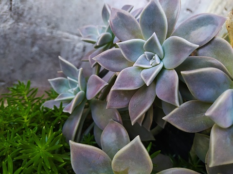 the Paraguayan Graptopetalum plant that grows and blooms in a house